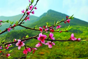 nhung-tap-tuc-dau-nam-ky-la-tung-xuat-hien-o-nuoc-ta-hinh-anh(1).png