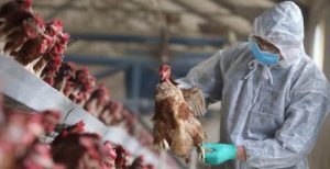 h5n1